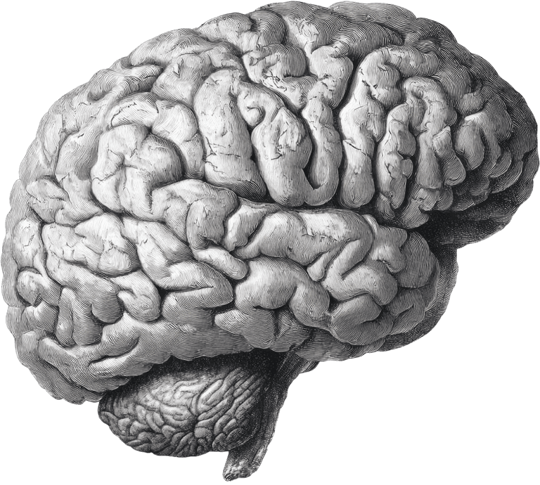 Black-and-white engraving of a human brain.
